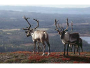 ГК Ландскрона