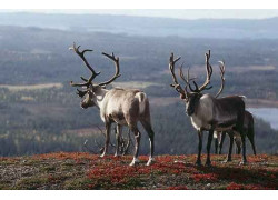 ГК Ландскрона